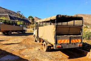 Cidade do Cabo: Safári na Aquila Reserve com almoço e visita a uma vinícola