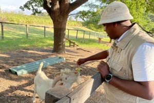 Кейптаун: сафари по заповеднику Аквила с обедом и посещением винодельни