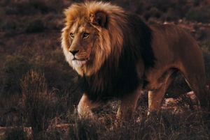 Le Cap : Safari dans la réserve d'Aquila avec déjeuner et visite d'un vignoble