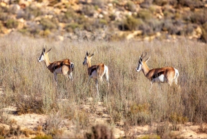 Le Cap : Safari dans la réserve d'Aquila avec déjeuner et visite d'un vignoble