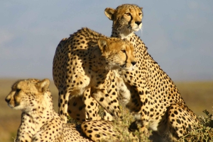 Le Cap : Safari dans la réserve d'Aquila avec déjeuner et visite d'un vignoble