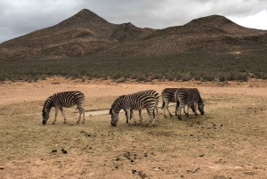 Le Cap : Safari dans la réserve d'Aquila avec déjeuner et visite d'un vignoble