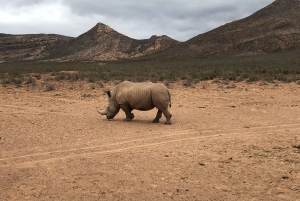 Le Cap : Safari dans la réserve d'Aquila avec déjeuner et visite d'un vignoble