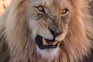 Cape Town: Aquila Reserve-safari med lunsj og vinsmaking