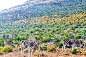 Cape Town: Aquila Reserve-safari med lunsj og vinsmaking