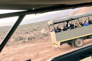 Cape Town: Aquila Reserve-safari med lunsj og vinsmaking