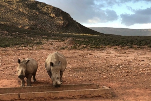 Cape Town: Aquila Reserve-safari med lunsj og vinsmaking