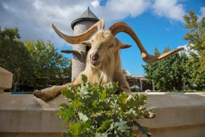 Cape Town: Aquila Reserve-safari med lunsj og vinsmaking