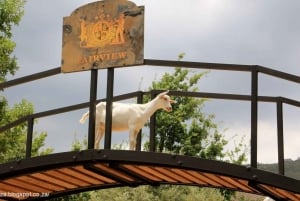 Cape Town: Aquila Reserve-safari med lunsj og vinsmaking