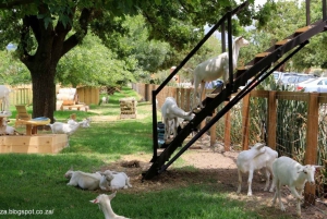 Cape Town: Aquila Reserve-safari med lunsj og vinsmaking