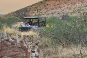 Cape Town: Aquila Reserve-safari med lunsj og vinsmaking