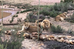 Cape Town: Aquila Reserve-safari med lunsj og vinsmaking