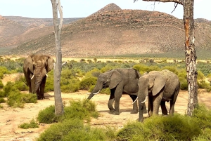 Cape Town: Aquila Reserve-safari med lunsj og vinsmaking