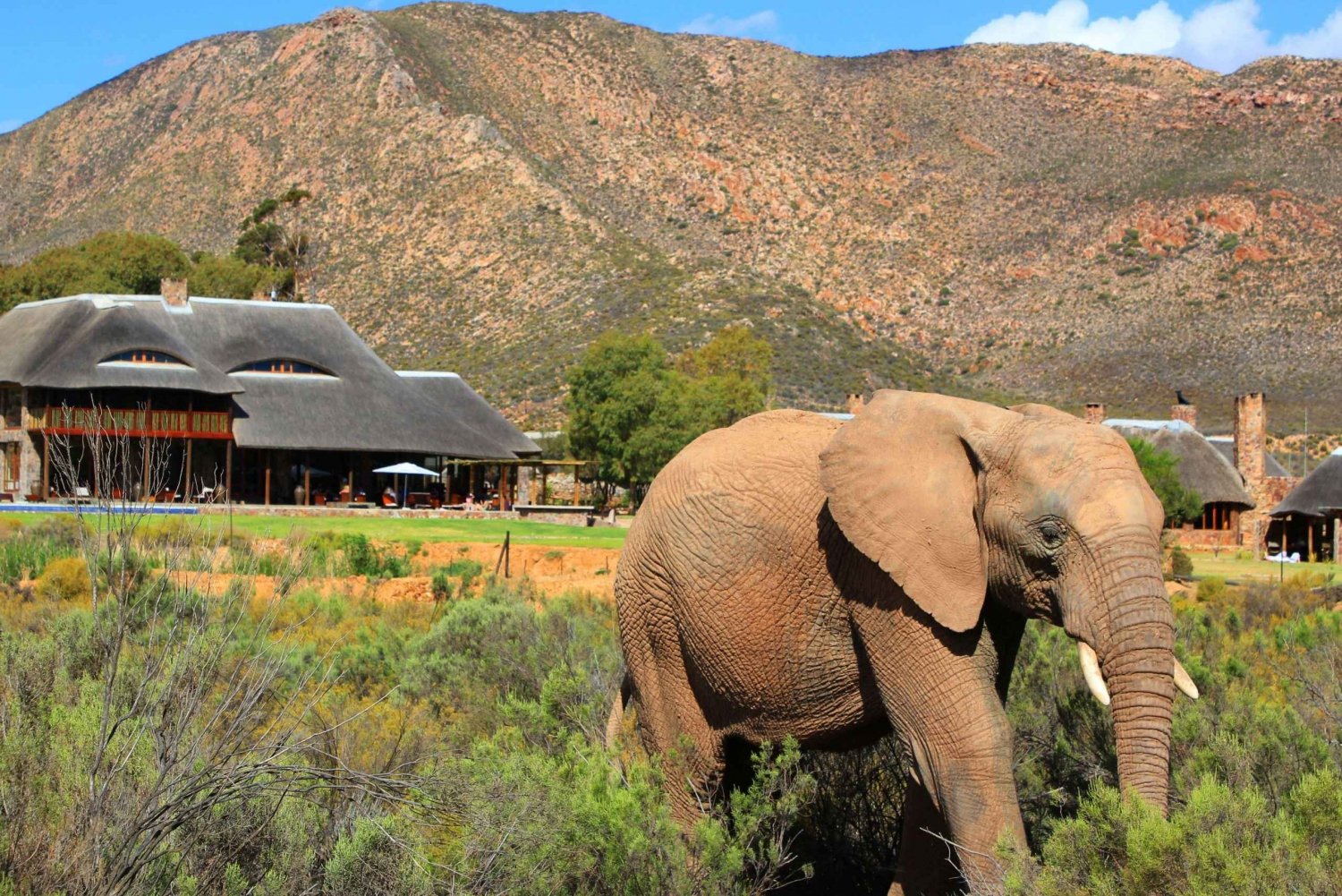 Cape Town: Big Five Safari Game Drive (valgfri vinsmaking)