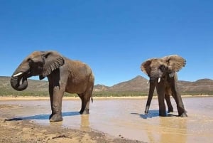 Cape Town: Big Five Safari Game Drive (valgfri vinsmaking)