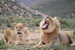 Cape Town: Big Five Safari Game Drive (valgfri vinsmaking)