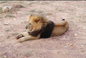 Ciudad del Cabo - Safari Aquila
