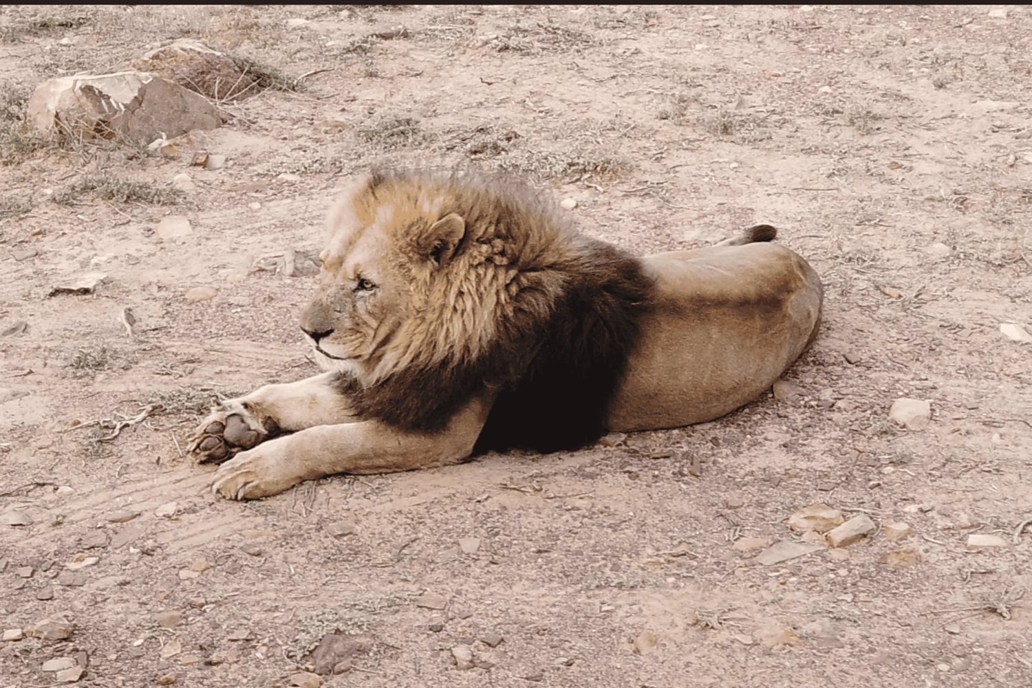 Cape Town – Aquila Safari