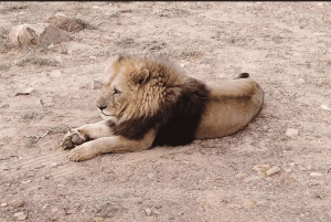 Cape Town – Aquila Safari