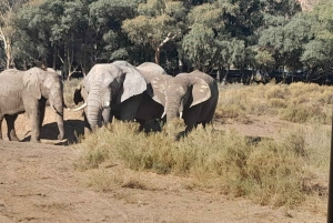 Сафари на закате в заповеднике Aquilla (Кейптаун) с трансфером и питанием