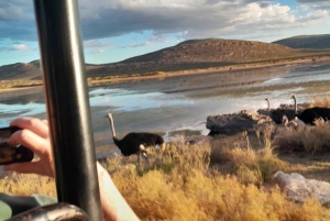 Сафари на закате в заповеднике Aquilla (Кейптаун) с трансфером и питанием