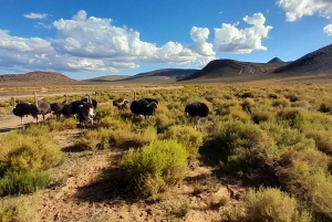 Сафари на закате в заповеднике Aquilla (Кейптаун) с трансфером и питанием