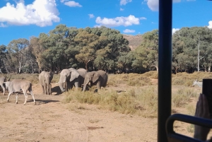 Сафари на закате в заповеднике Aquilla (Кейптаун) с трансфером и питанием