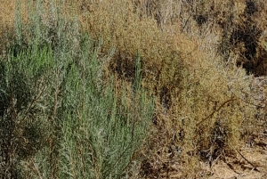 Сафари на закате в заповеднике Aquilla (Кейптаун) с трансфером и питанием