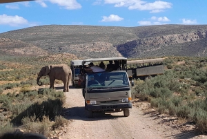 Сафари на закате в заповеднике Aquilla (Кейптаун) с трансфером и питанием