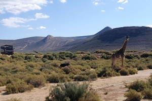 Сафари на закате в заповеднике Aquilla (Кейптаун) с трансфером и питанием