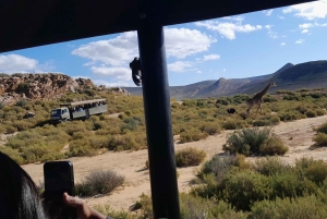 Сафари на закате в заповеднике Aquilla (Кейптаун) с трансфером и питанием