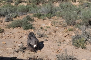Сафари на закате в заповеднике Aquilla (Кейптаун) с трансфером и питанием
