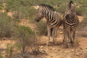 Сафари на закате в заповеднике Aquilla (Кейптаун) с трансфером и питанием