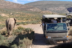 Сафари на закате в заповеднике Aquilla (Кейптаун) с трансфером и питанием