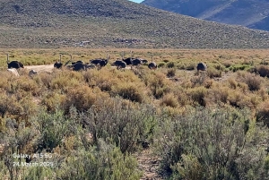 Сафари на закате в заповеднике Aquilla (Кейптаун) с трансфером и питанием