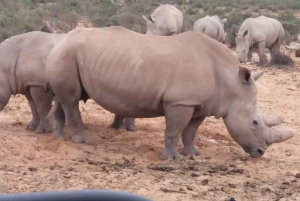 Сафари на закате в заповеднике Aquilla (Кейптаун) с трансфером и питанием
