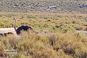 Сафари на закате в заповеднике Aquilla (Кейптаун) с трансфером и питанием