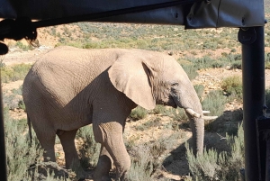 Сафари на закате в заповеднике Aquilla (Кейптаун) с трансфером и питанием