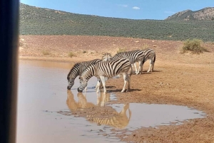 Сафари на закате в заповеднике Aquilla (Кейптаун) с трансфером и питанием