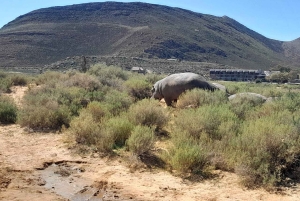 Сафари на закате в заповеднике Aquilla (Кейптаун) с трансфером и питанием
