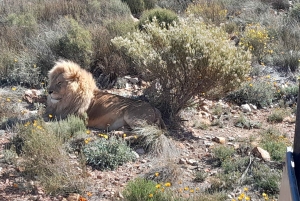 Сафари на закате в заповеднике Aquilla (Кейптаун) с трансфером и питанием