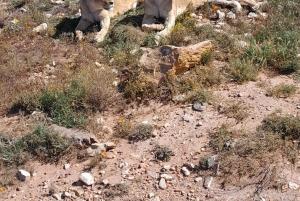 Сафари на закате в заповеднике Aquilla (Кейптаун) с трансфером и питанием