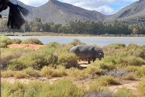 Сафари на закате в заповеднике Aquilla (Кейптаун) с трансфером и питанием