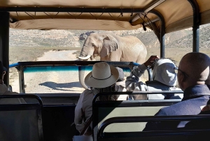 Сафари на закате в заповеднике Aquilla (Кейптаун) с трансфером и питанием