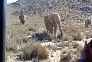 Сафари на закате в заповеднике Aquilla (Кейптаун) с трансфером и питанием