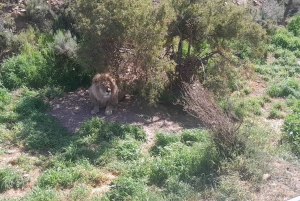 Сафари на закате в заповеднике Aquilla (Кейптаун) с трансфером и питанием