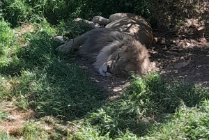 Сафари на закате в заповеднике Aquilla (Кейптаун) с трансфером и питанием