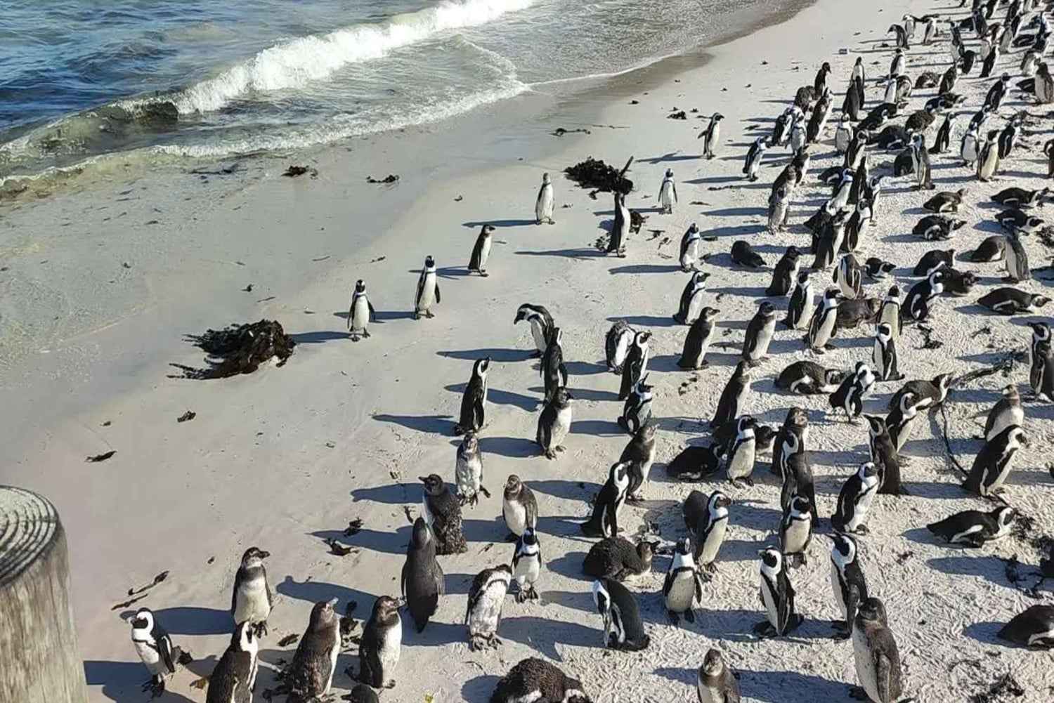 Cidade do Cabo: O melhor da Península do Cabo - Excursão de dia inteiro