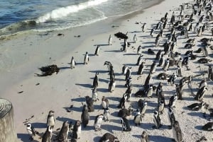 Cidade do Cabo: O melhor da Península do Cabo - Excursão de dia inteiro