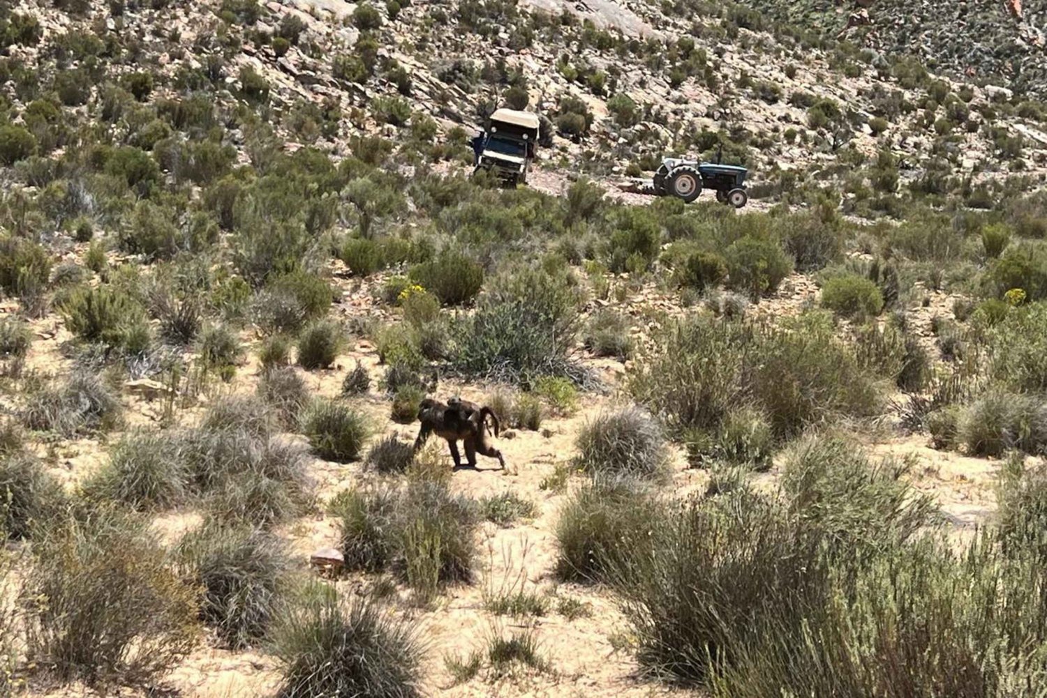 Kapstadt: Private Big 5 Safari und Tagestour mit Weinverkostung